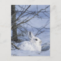 NA, USA, Alaska. Arctic National Wildlife