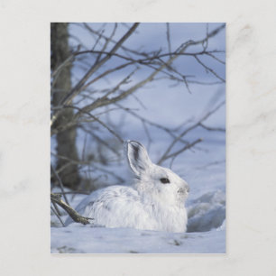 NA, USA, Alaska. Arctic National Wildlife Postcard