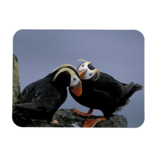 NA, USA, Alaska, Bering Sea, Pribilofs. Tufted Magnet