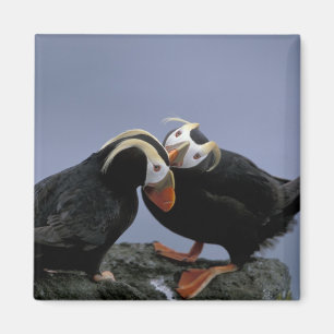 NA, USA, Alaska, Bering Sea, Pribilofs. Tufted Magnet