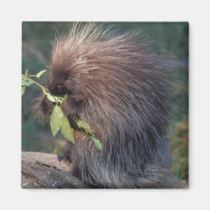 NA, USA, Alaska, Captive porcupine Magnet