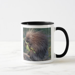 NA, USA, Alaska, Captive porcupine Mug