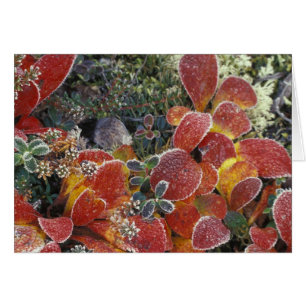 NA, USA, Alaska. Denali National Park. Bearberry 2