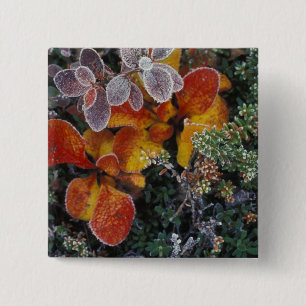 NA, USA, Alaska. Denali National Park. Bearberry 3 2 Inch Square Button