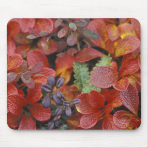 NA, USA, Alaska. Denali National Park. Bearberry Mouse Pad
