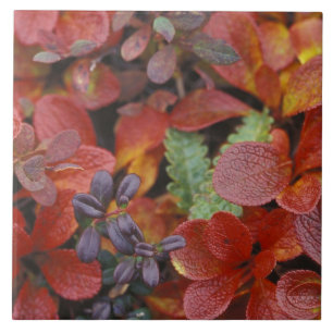 NA, USA, Alaska. Denali National Park. Bearberry Tile