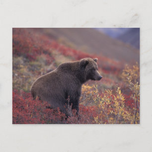 NA, USA, Alaska, Denali NP. A female grizzly Postcard