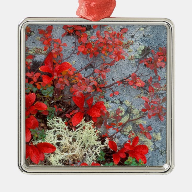 NA, USA, Alaska, Denali NP, Bear berry and Metal Ornament (Front)
