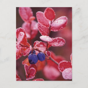 NA, USA, Alaska, Denali NP, Blue berries in Postcard