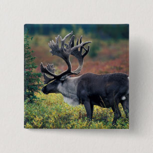 NA, USA, Alaska, Denali NP, Bull caribou 3 2 Inch Square Button