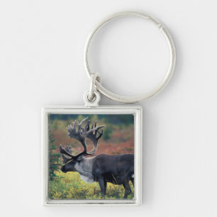 NA, USA, Alaska, Denali NP, Bull caribou 3 Keychain