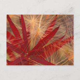 NA, USA, Alaska, Denali NP, Fireweed and wild Postcard