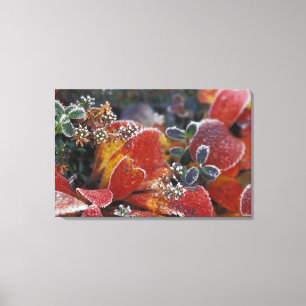 NA, USA, Alaska, Denali NP Frosted, fall-coloured Canvas Print