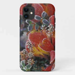 NA, USA, Alaska, Denali NP Frosted, fall-coloured iPhone 11 Case