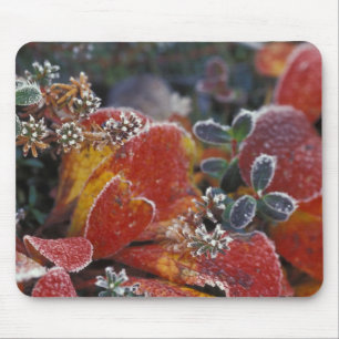 NA, USA, Alaska, Denali NP Frosted, fall-coloured Mouse Pad
