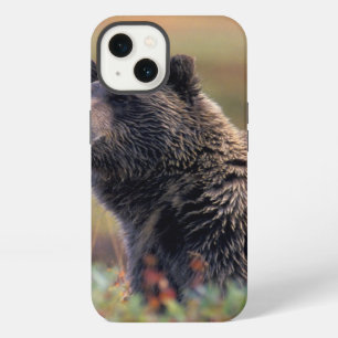 NA, USA, Alaska, Denali NP, Grizzly bear iPhone 13 Case