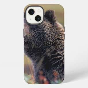 NA, USA, Alaska, Denali NP, Grizzly bear iPhone 13 Case