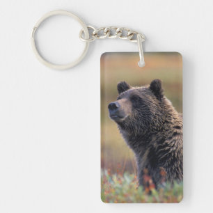NA, USA, Alaska, Denali NP, Grizzly bear Keychain