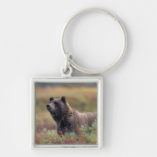 NA, USA, Alaska, Denali NP, Grizzly bear Keychain