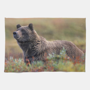 NA, USA, Alaska, Denali NP, Grizzly bear Kitchen Towel
