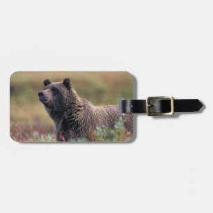 NA, USA, Alaska, Denali NP, Grizzly bear Luggage Tag