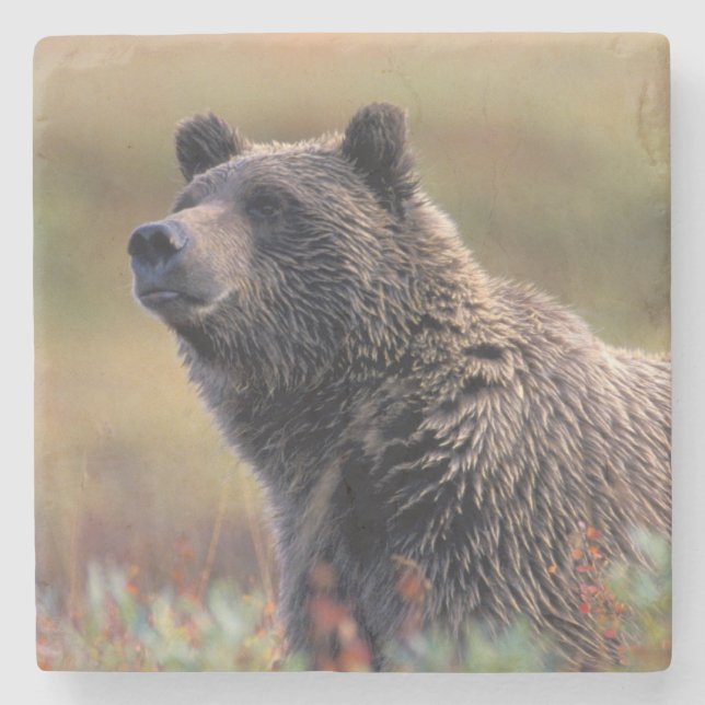 NA, USA, Alaska, Denali NP, Grizzly bear Stone Coaster (Front)