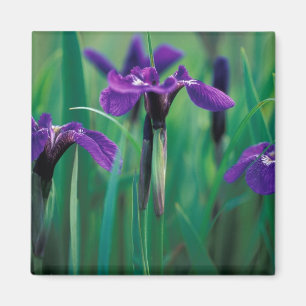 NA, USA, Alaska, Knight Island, Wild iris Magnet