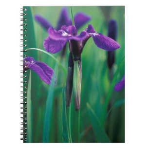 NA, USA, Alaska, Knight Island, Wild iris Notebook