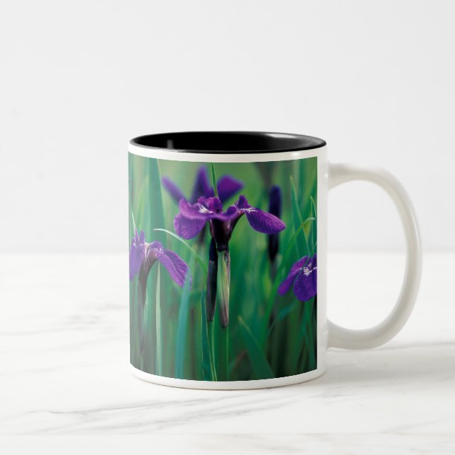 NA, USA, Alaska, Knight Island, Wild iris Two-Tone Coffee Mug (Right)