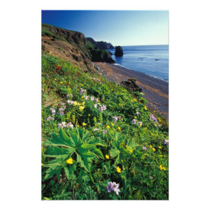 NA, USA, Alaska, Semidi Islands, Wildflowers Photo Print