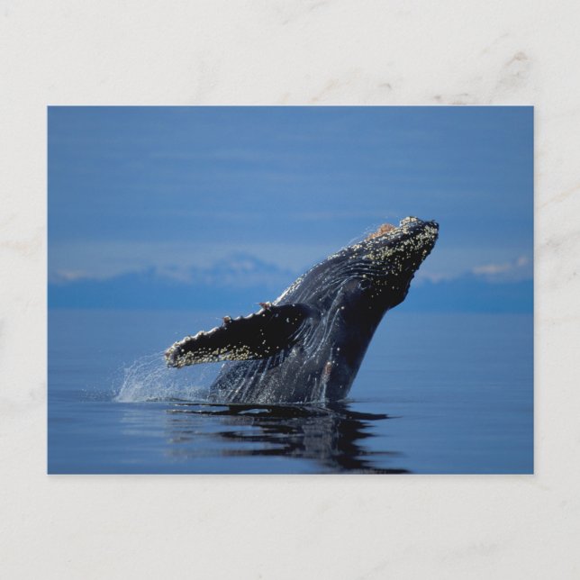 NA, USA, Alaska, Southeast Alaska, Inside Postcard (Front)