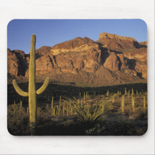 NA, USA, Arizona. Organ Pipe Cactus National 2 Mouse Pad