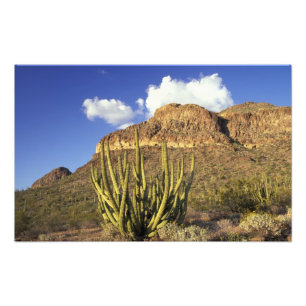 NA, USA, Arizona. Organ Pipe Cactus National 2 Photo Print
