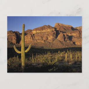 NA, USA, Arizona. Organ Pipe Cactus National 2 Postcard