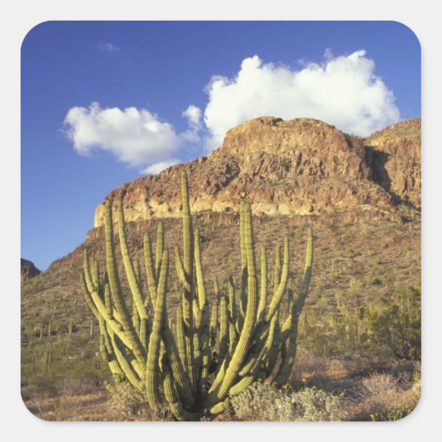 NA, USA, Arizona. Organ Pipe Cactus National 3 Square Sticker (Front)