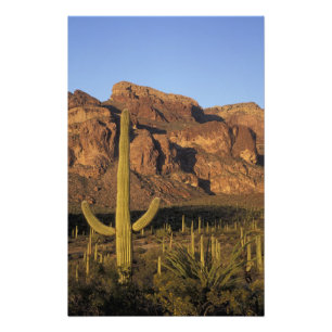 NA, USA, Arizona. Organ Pipe Cactus National Photo Print