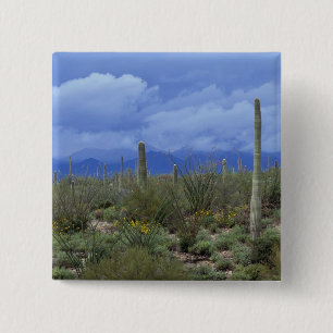 NA, USA, Arizona, Saguaro National Monument, 2 Inch Square Button