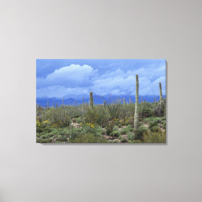 NA, USA, Arizona, Saguaro National Monument, Canvas Print (Front)
