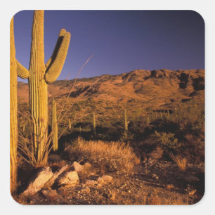 NA, USA, Arizona, Saguaro National Monument, Square Sticker
