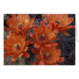 NA, USA, Arizona, San Xavier. Claret Cup cactus