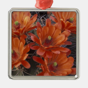 NA, USA, Arizona, San Xavier. Claret Cup cactus Metal Ornament
