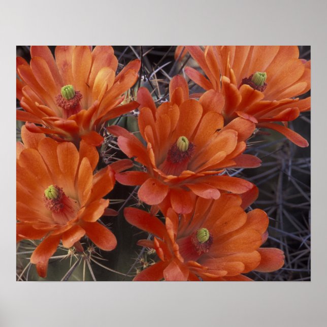 NA, USA, Arizona, San Xavier. Claret Cup cactus Poster (Front)