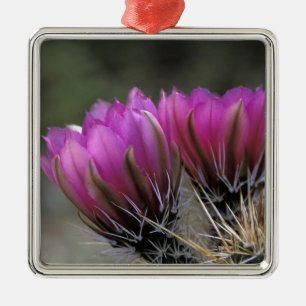 NA, USA, Arizona, Sonoran Desert. Hedgehog Metal Ornament