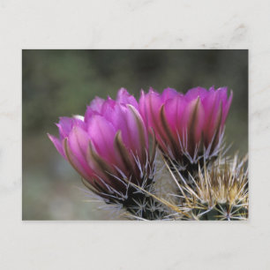 NA, USA, Arizona, Sonoran Desert. Hedgehog Postcard