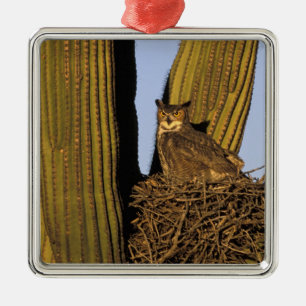 NA, USA, Arizona, Tucson. Great horned owl Metal Ornament