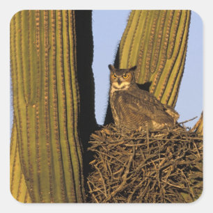 NA, USA, Arizona, Tucson. Great horned owl Square Sticker