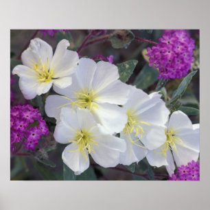 NA, USA, California, Anza Borrego Desert State Poster