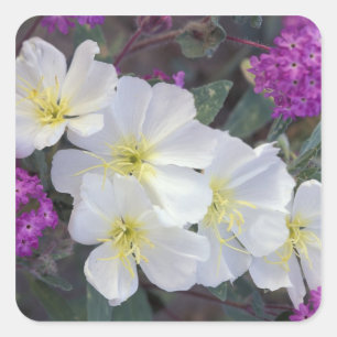 NA, USA, California, Anza Borrego Desert State Square Sticker