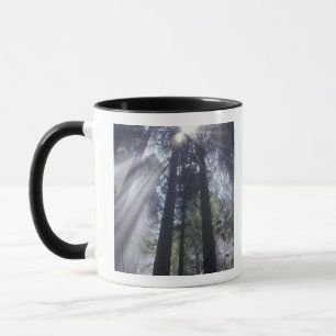 NA, USA, California. Del Norte Coast State Mug