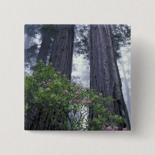 NA, USA, California. Del Norte Coast State Park. 2 Inch Square Button